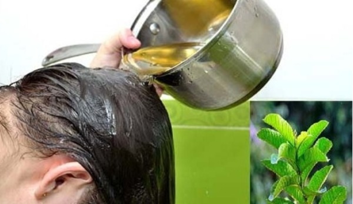 cách chữa tóc bạc bằng lá ổi