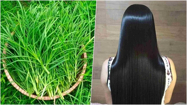 Hiệu quả gội đầu bằng cỏ mần trầu