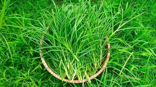 Lợi ích của có mần trầu gội đầu