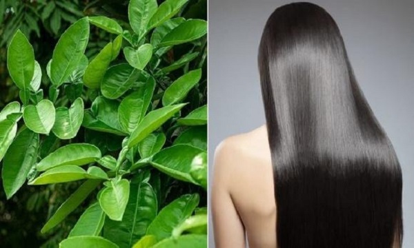 Lợi ích khi gội đầu bằng lá