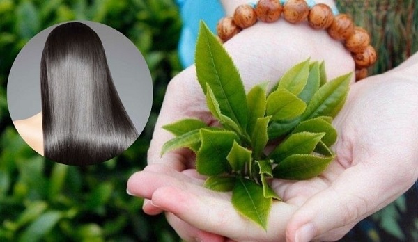 Có nhiều loại lá có thể dùng gội đầu